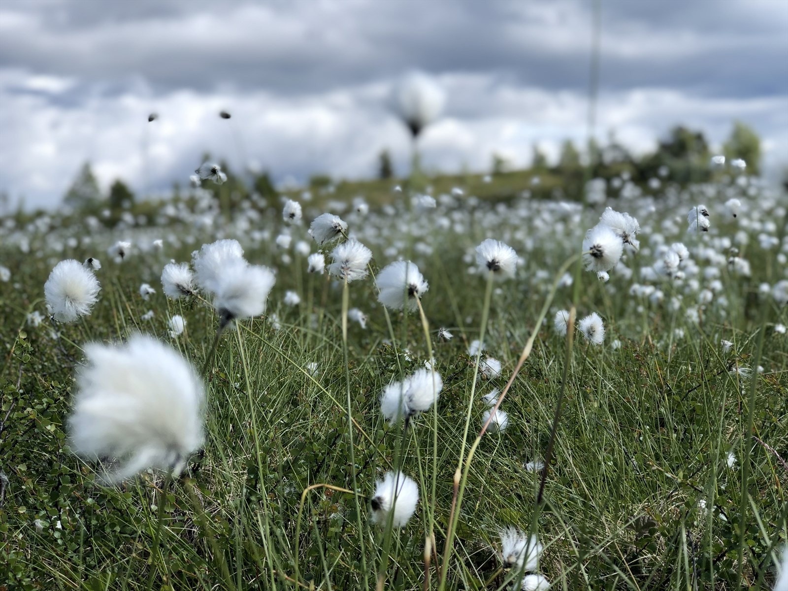 Selgers eget foto Galleribilde