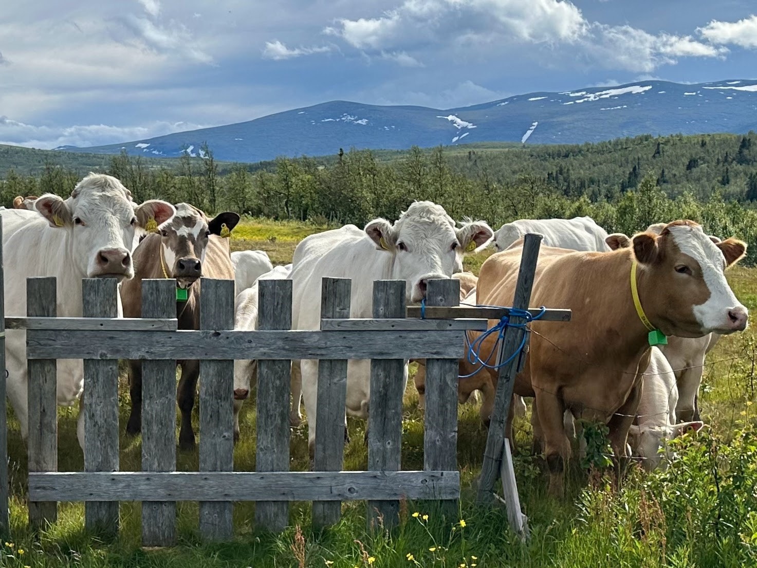 Selgers eget foto Galleribilde