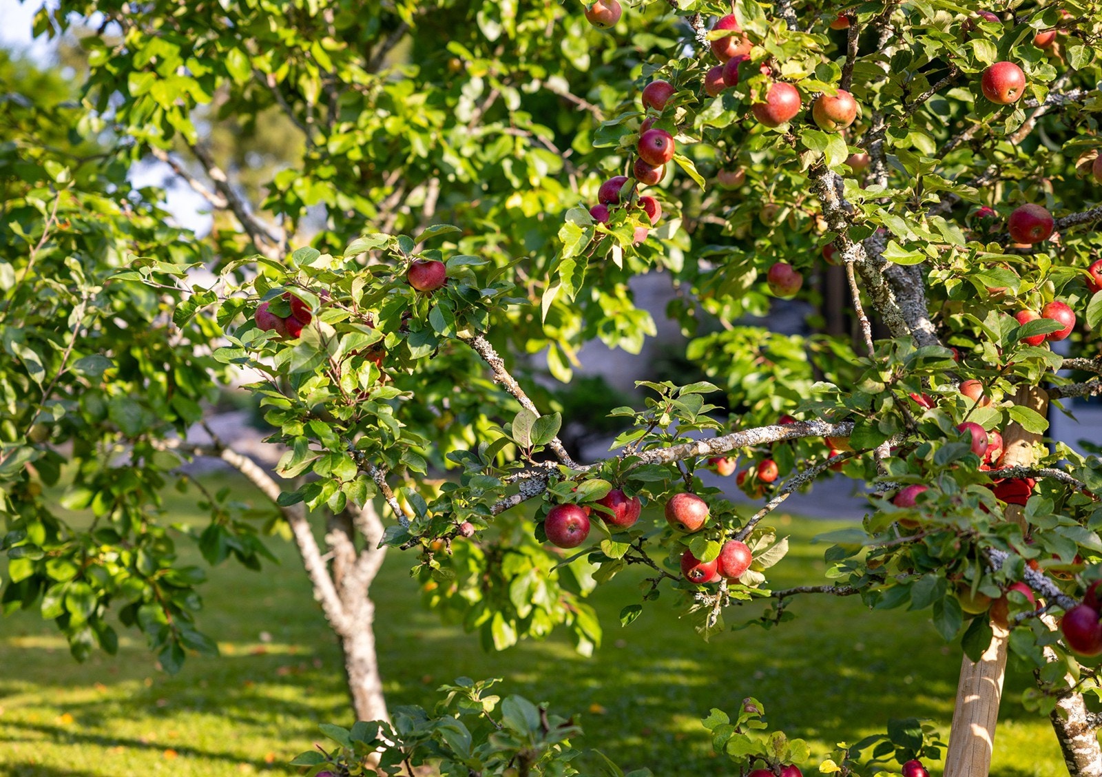 Tomten er pent opparbeidet gressplen, busker, beplantning og frukttrær. Galleribilde