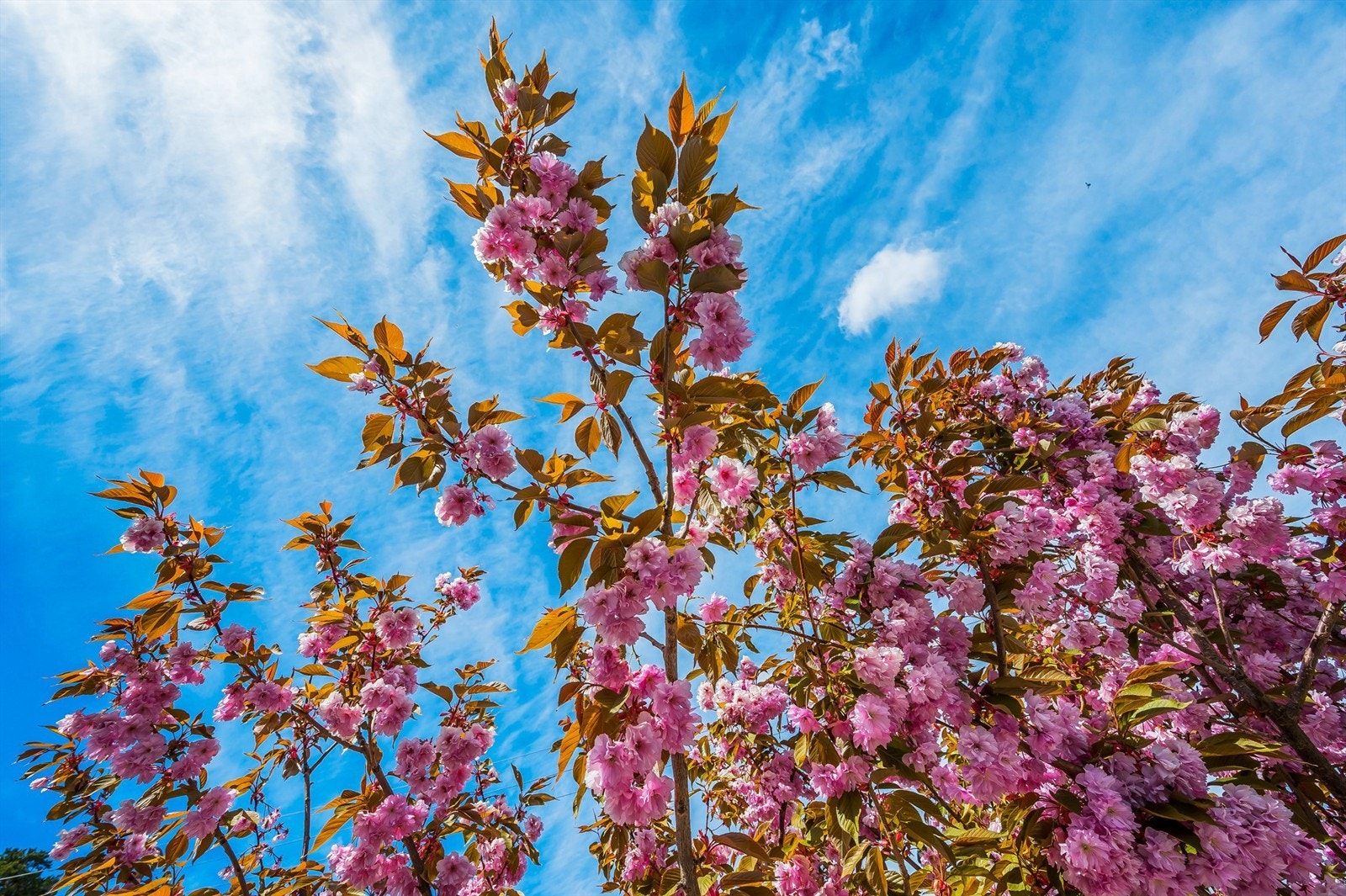 Utomhus Galleribilde