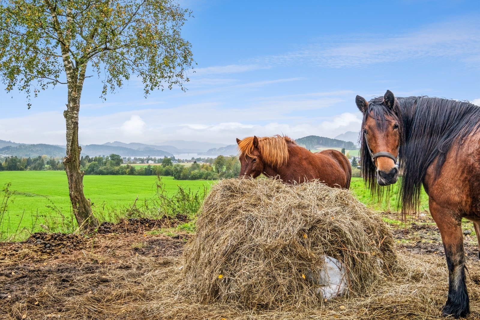 Romslig tomt med muligheter til dyrehold Galleribilde