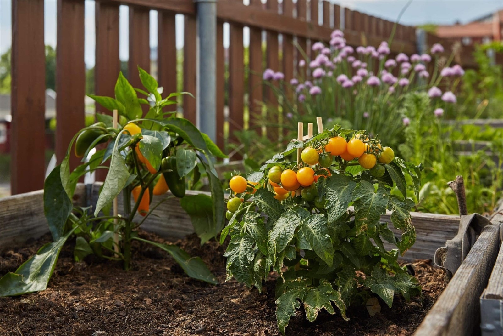 Du som bor i borettslaget kan leie en parsell i gårdens egen parsellhage, og dyrke egne grønnsaker, urter eller blomster. Dette gir en flott mulighet til å nyte hagearbeid og dyrking, samtidig som du får tilgang til friske, lokale råvarer. Galleribilde