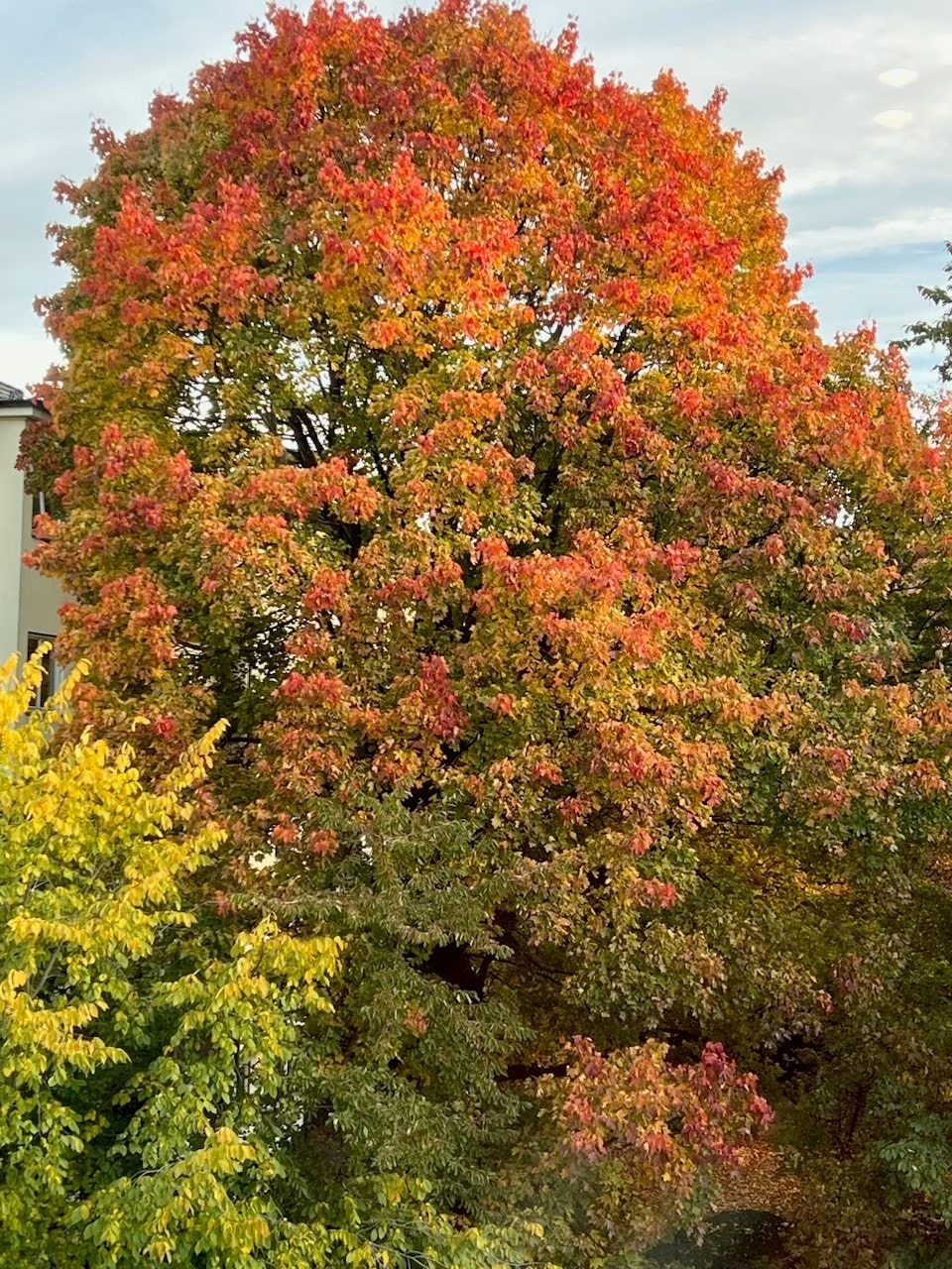 Nydelig og grønt utsyn fra kjøkkenvinduene (selgers private bilde) Galleribilde