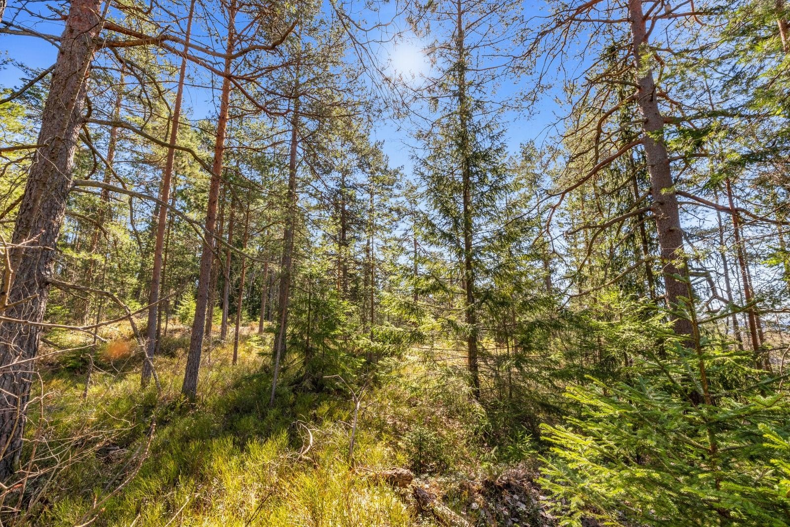 Stor solrik, idyllisk tomt på ca.1557 m² med utviklingspotensiale. Galleribilde
