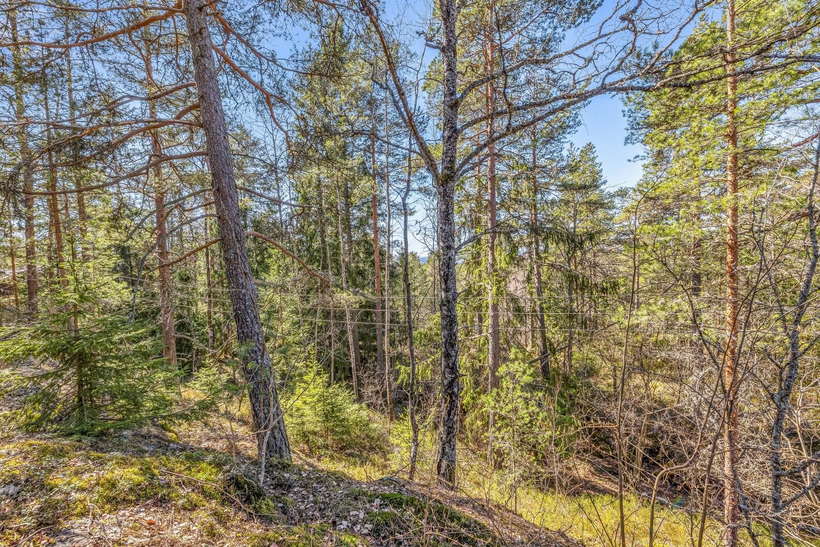 Tomten har stått urørt i mange år. Mye flott ved. Galleribilde
