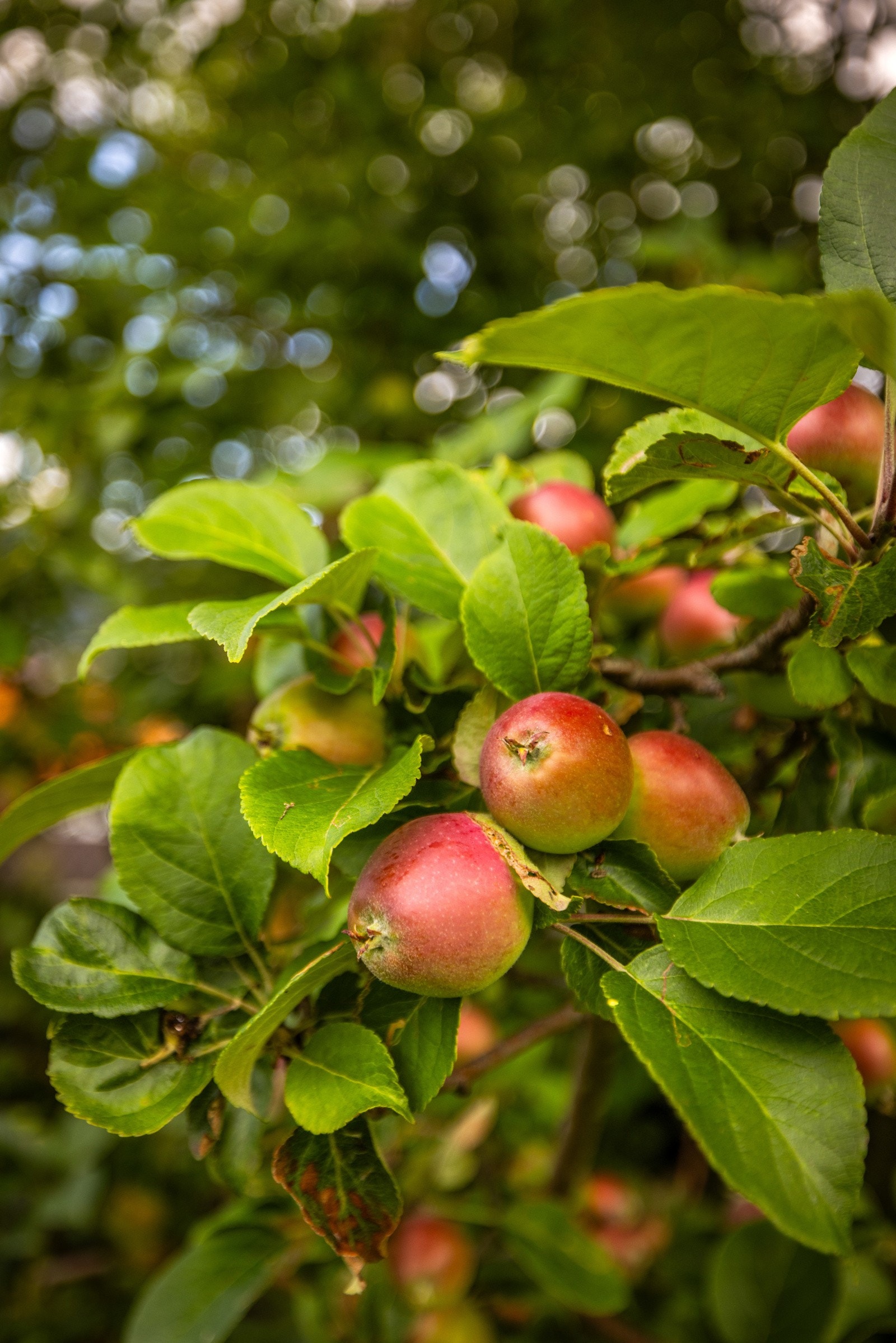 Tomten har nydelige epletrær Galleribilde