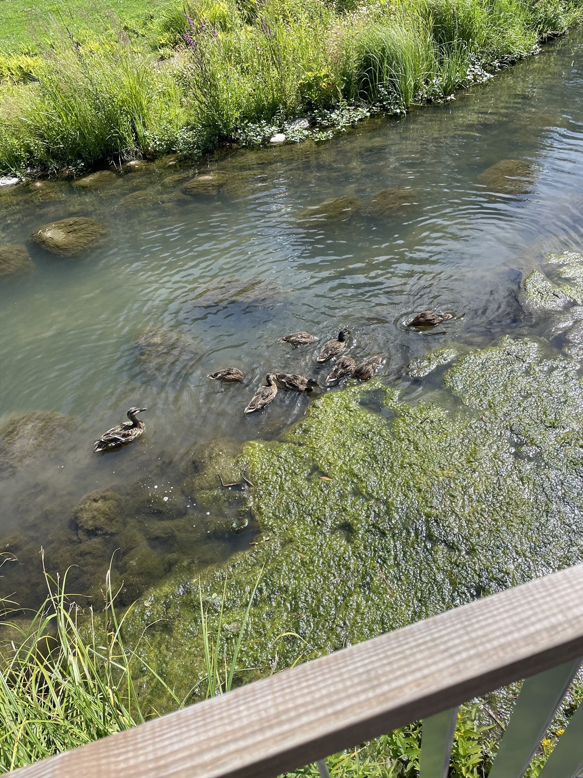 I sommerhalvåret kan man blant annet se ender svømme i dammen ved idrettsparken og nedenfor leiligheten Galleribilde