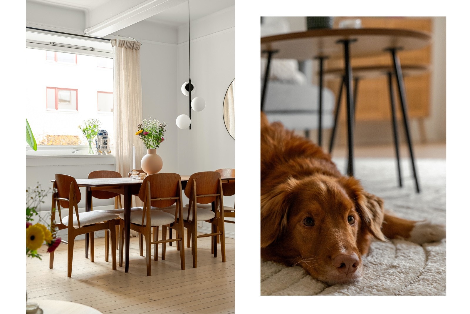 Hunden Billy synes det er kjedelig å flytte herfra. Det er tross alt et svært dyrevennlig sted å bo! Galleribilde