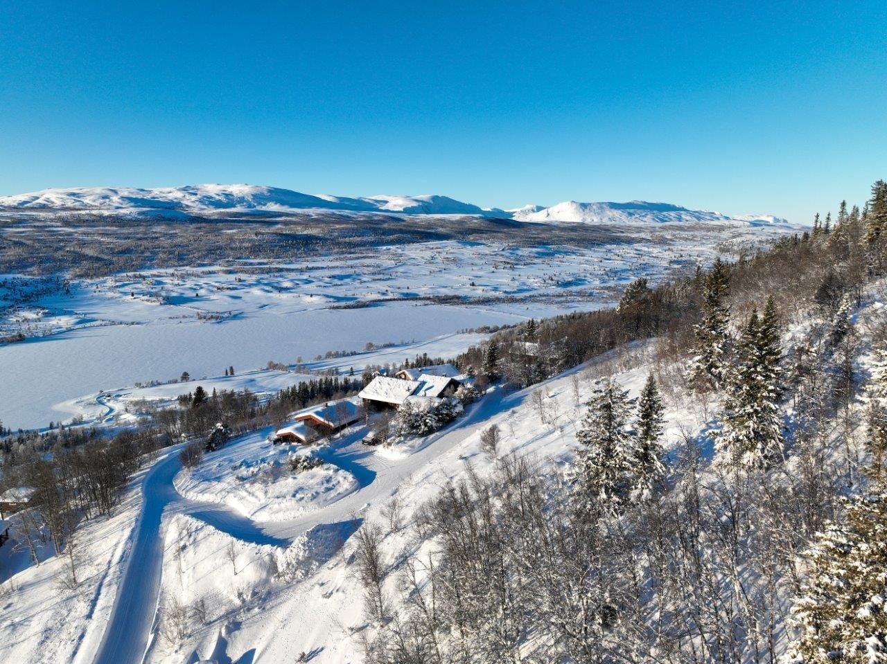 Grønnsennknippa Galleribilde