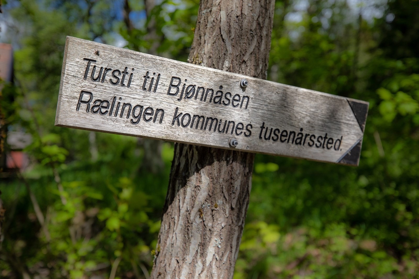 I Østmarka er det uttallige turmuligheter for hele familien. Galleribilde
