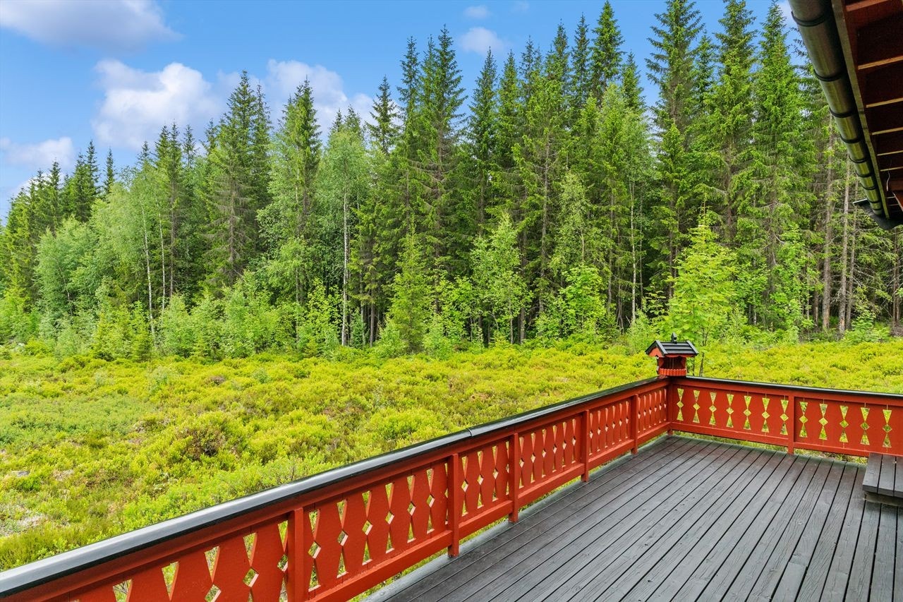 Flott utsikt mot skogen. Galleribilde