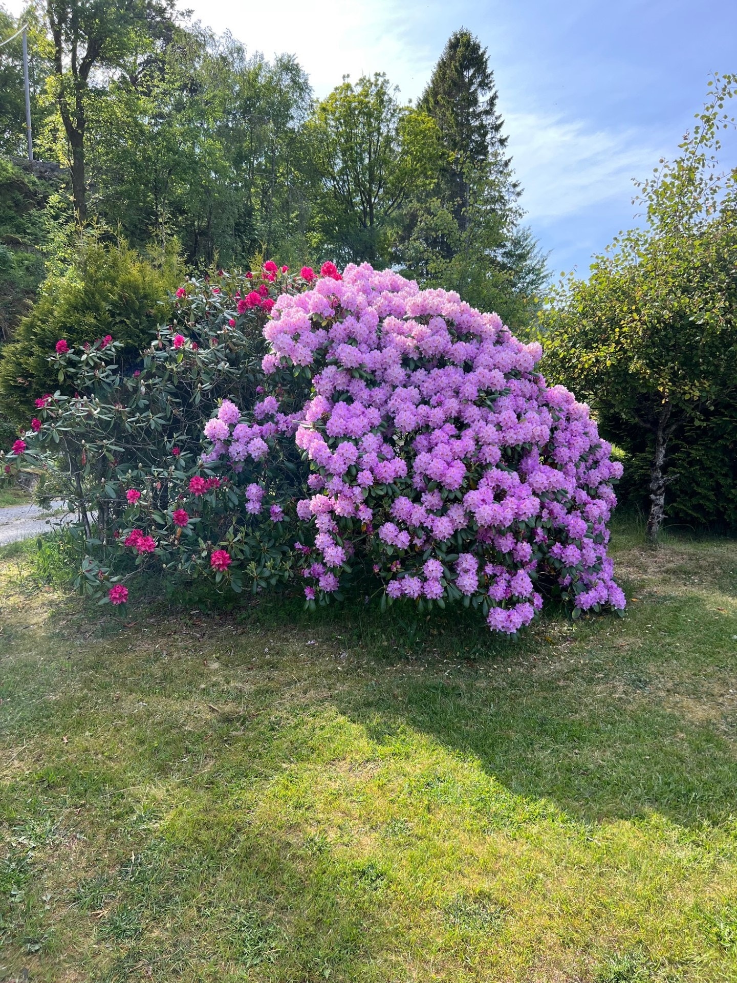 Blomstring Galleribilde