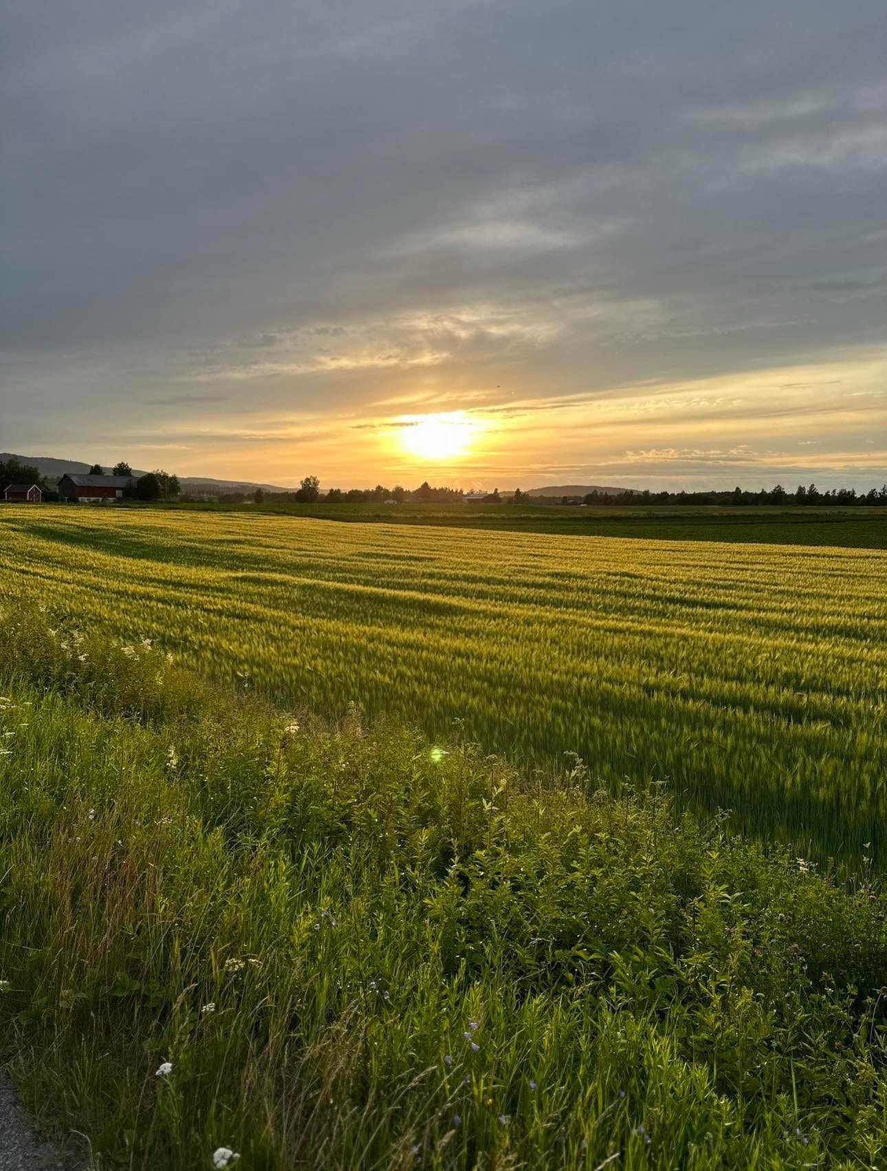 Naboområdet en gå tur ned mot Glomma Galleribilde