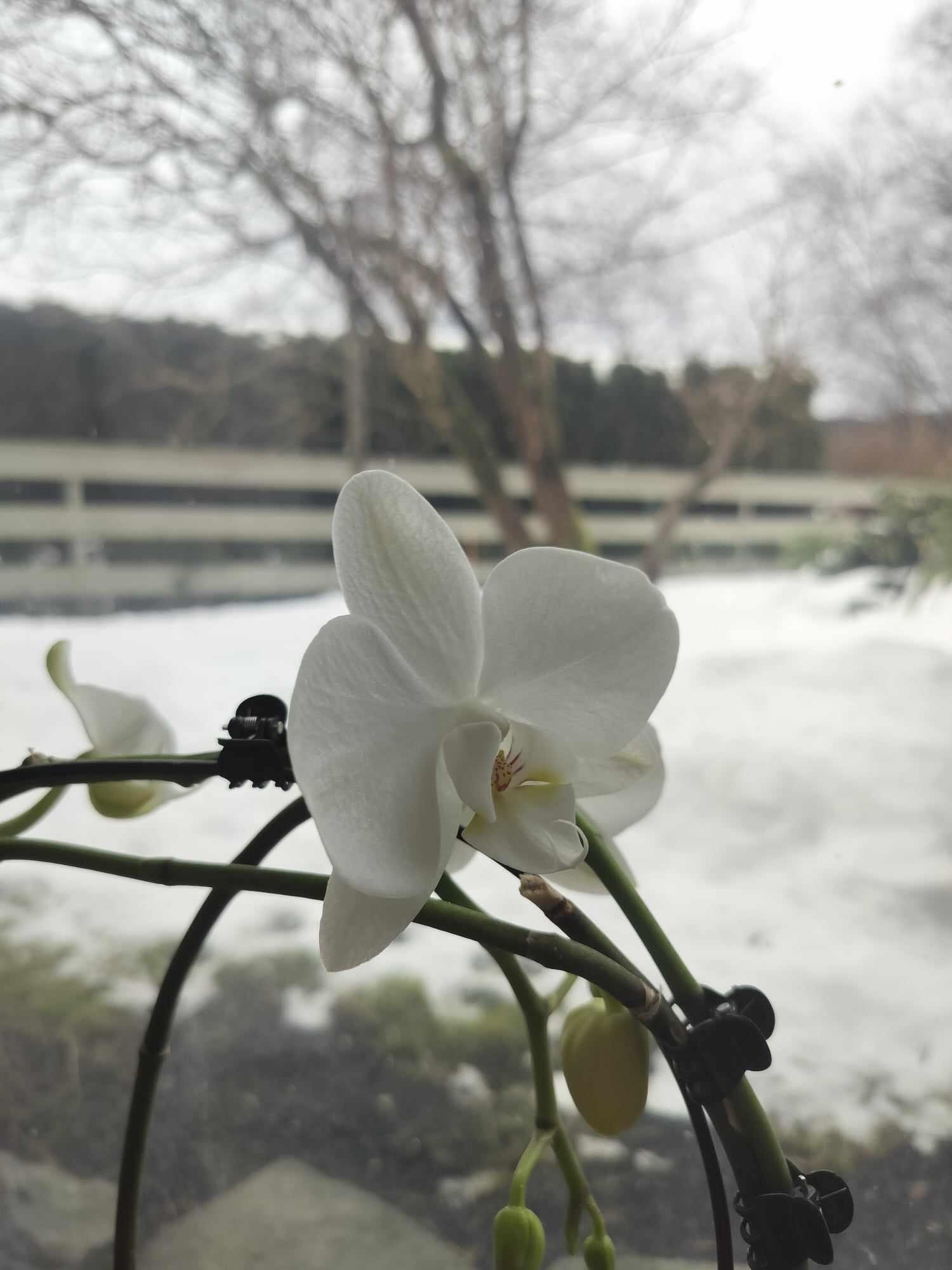 Utsikt nordvest, mulighet for hagemøbler. Galleribilde