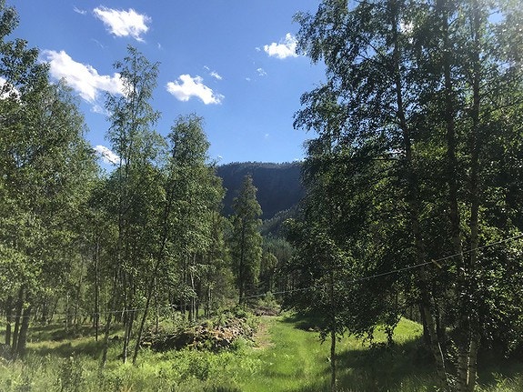 Det vil være dyr på beite i perioder av beitesesongen. Galleribilde