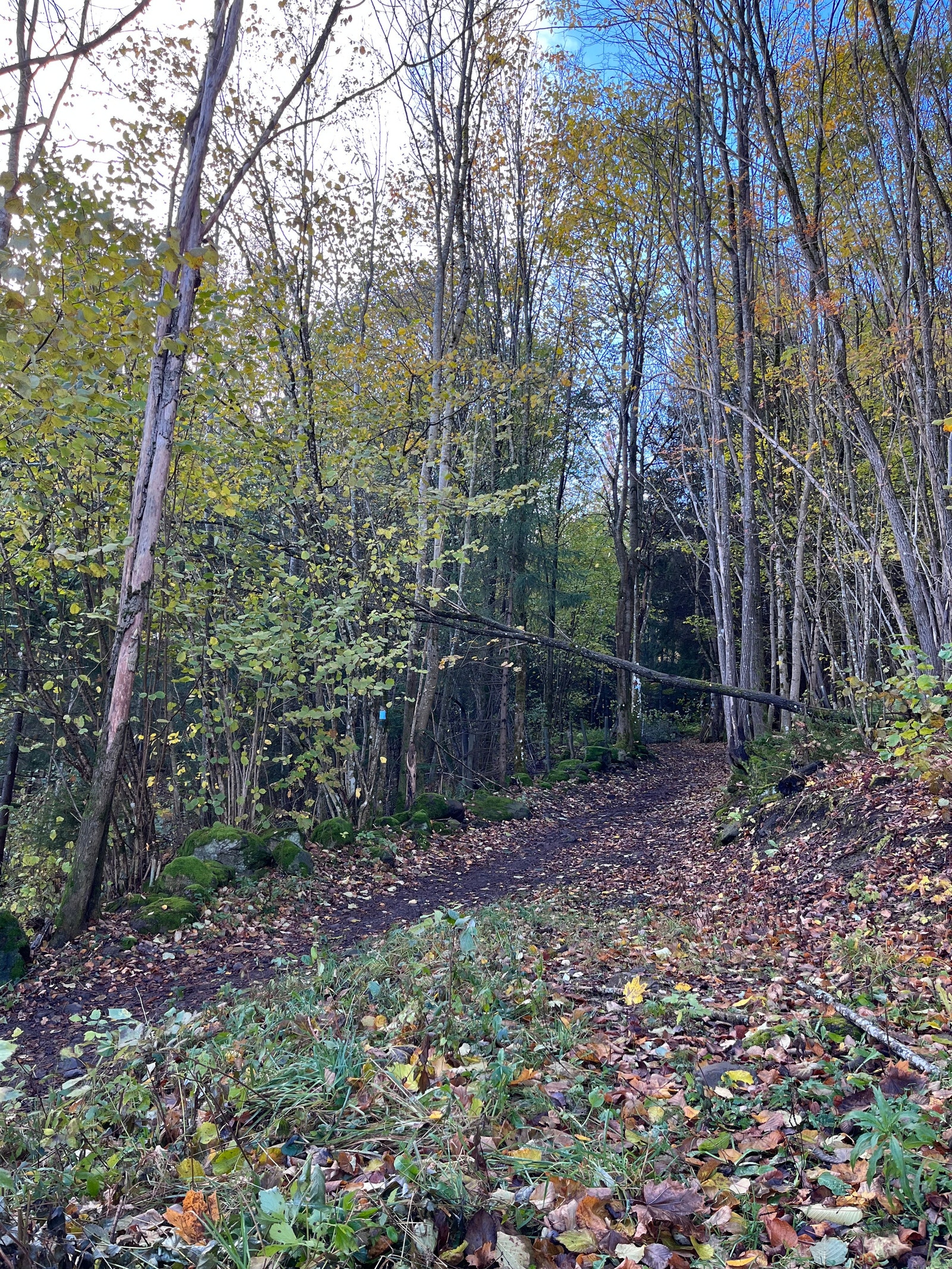 Tursti fra hagen Galleribilde