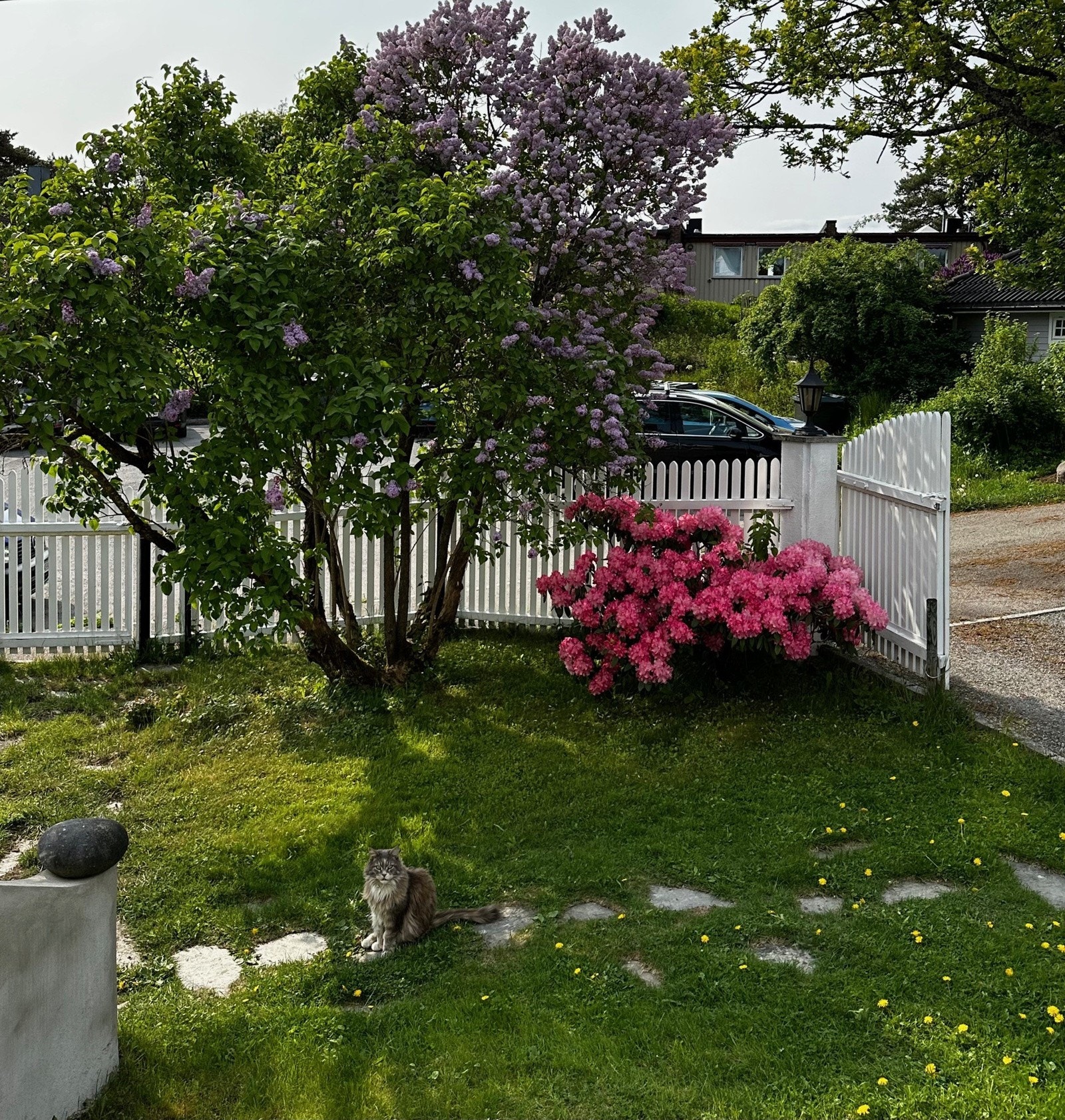 Hage sommer Galleribilde