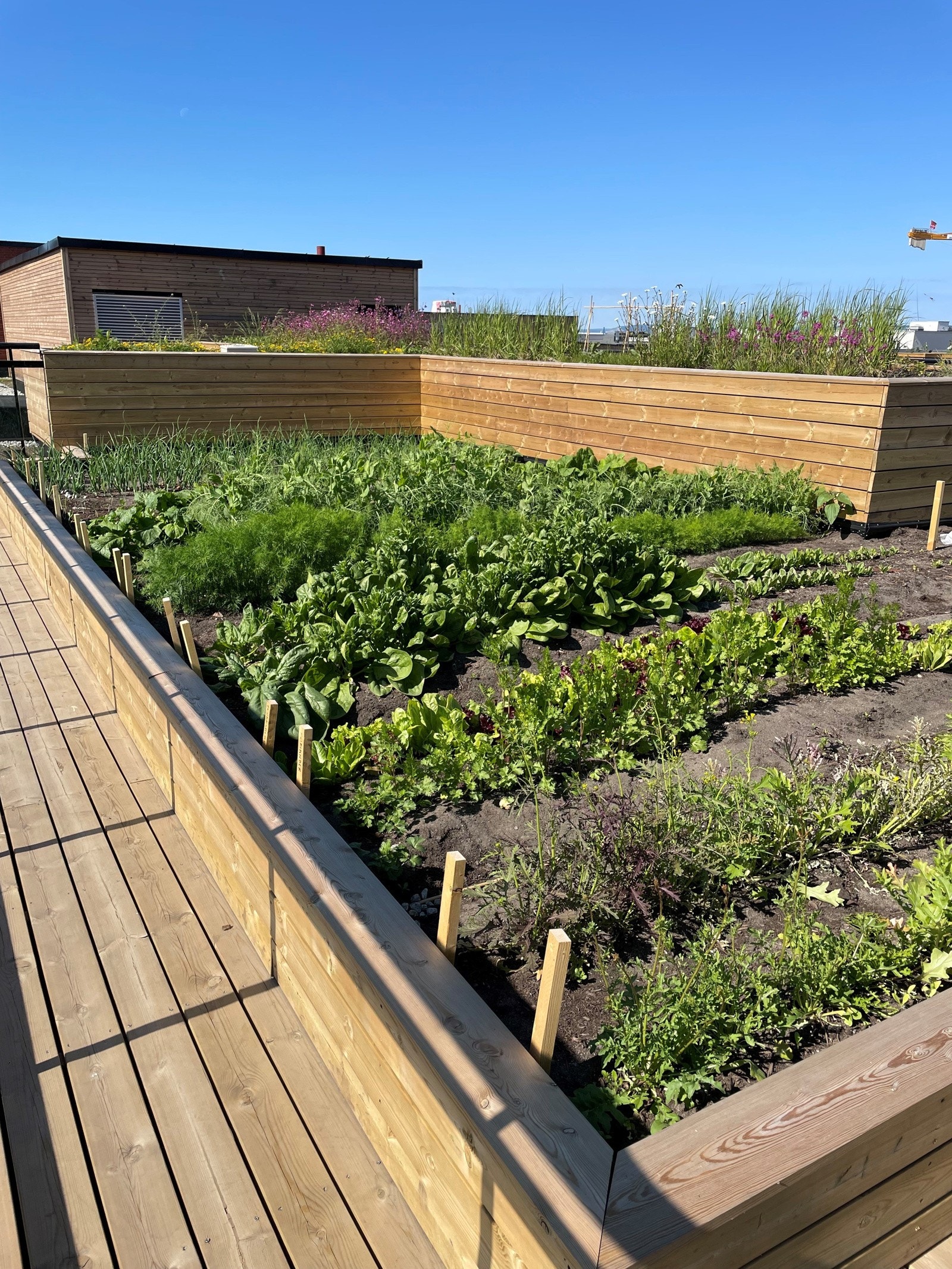 På terrassen dyrkes det grønsaker, ørter og spiselige blomster - Som beboer kan man bli medlem i dyrkelaget Galleribilde