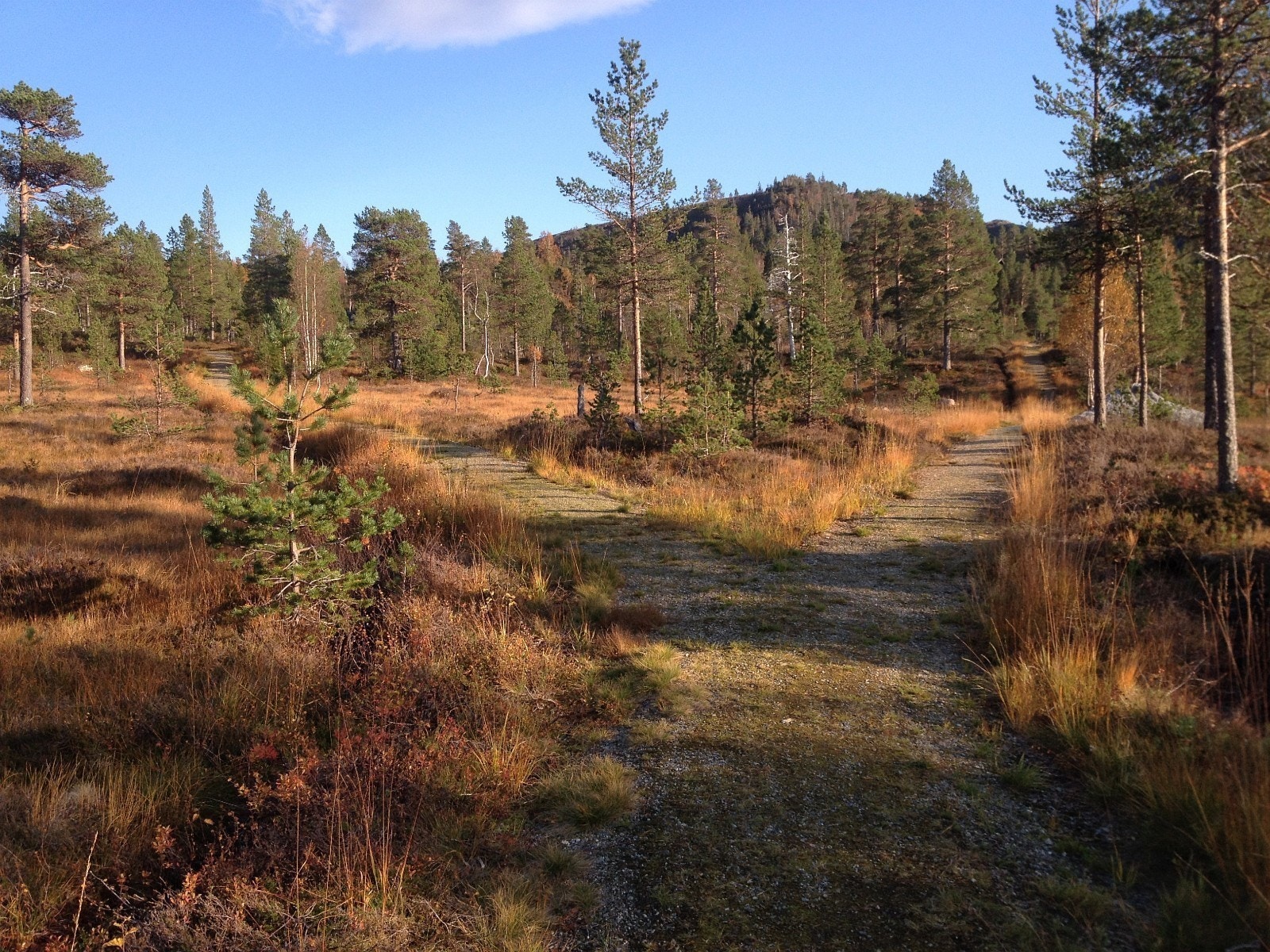 Her fra stien inn i hytteområdet før den deler seg Galleribilde