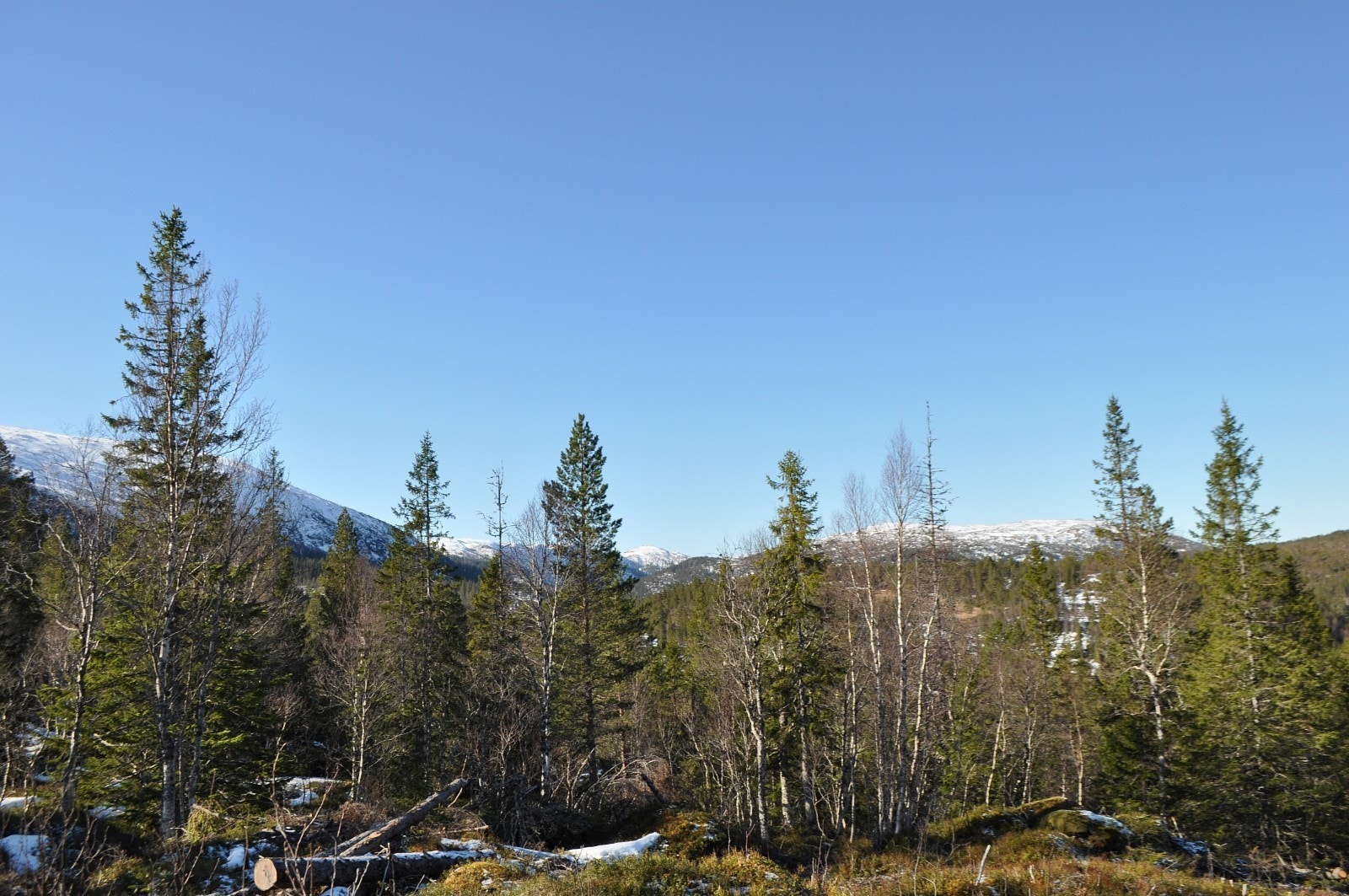 Fra tomt 26. Bildeutsnitt vridd til høyre iforhold til forrige bilde Galleribilde