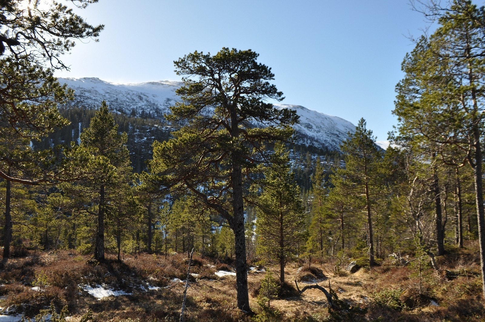 Utsikt mot sør fra tomt 25 Galleribilde