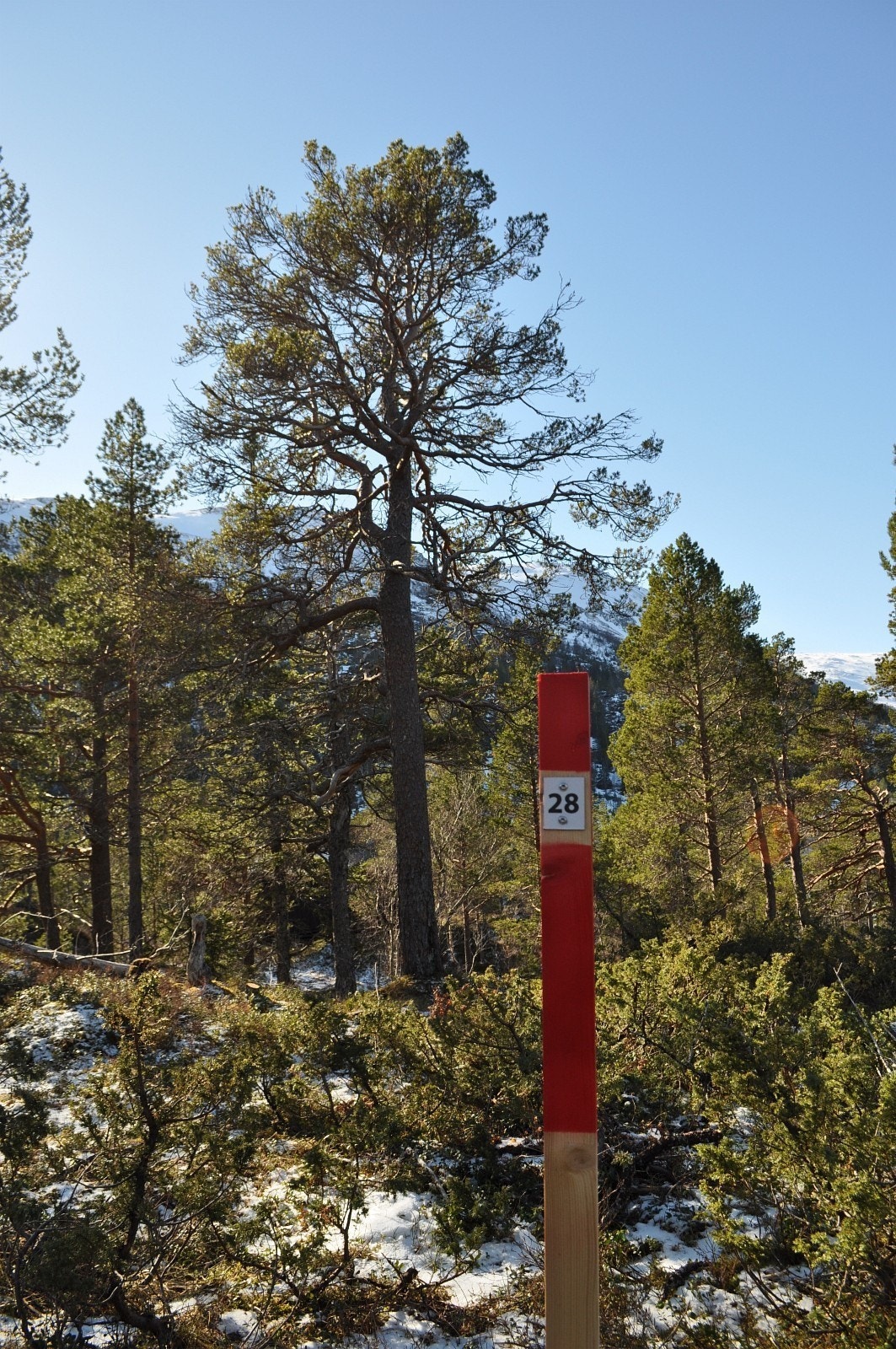 Tomt 28 Galleribilde