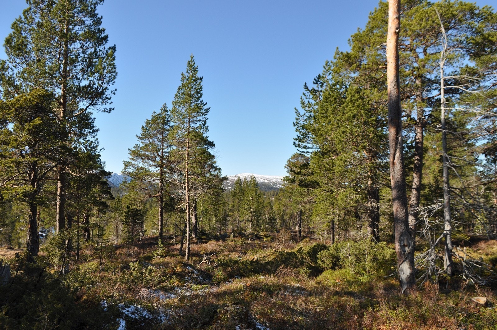 Tomt 28 med utsikt mot vest Galleribilde