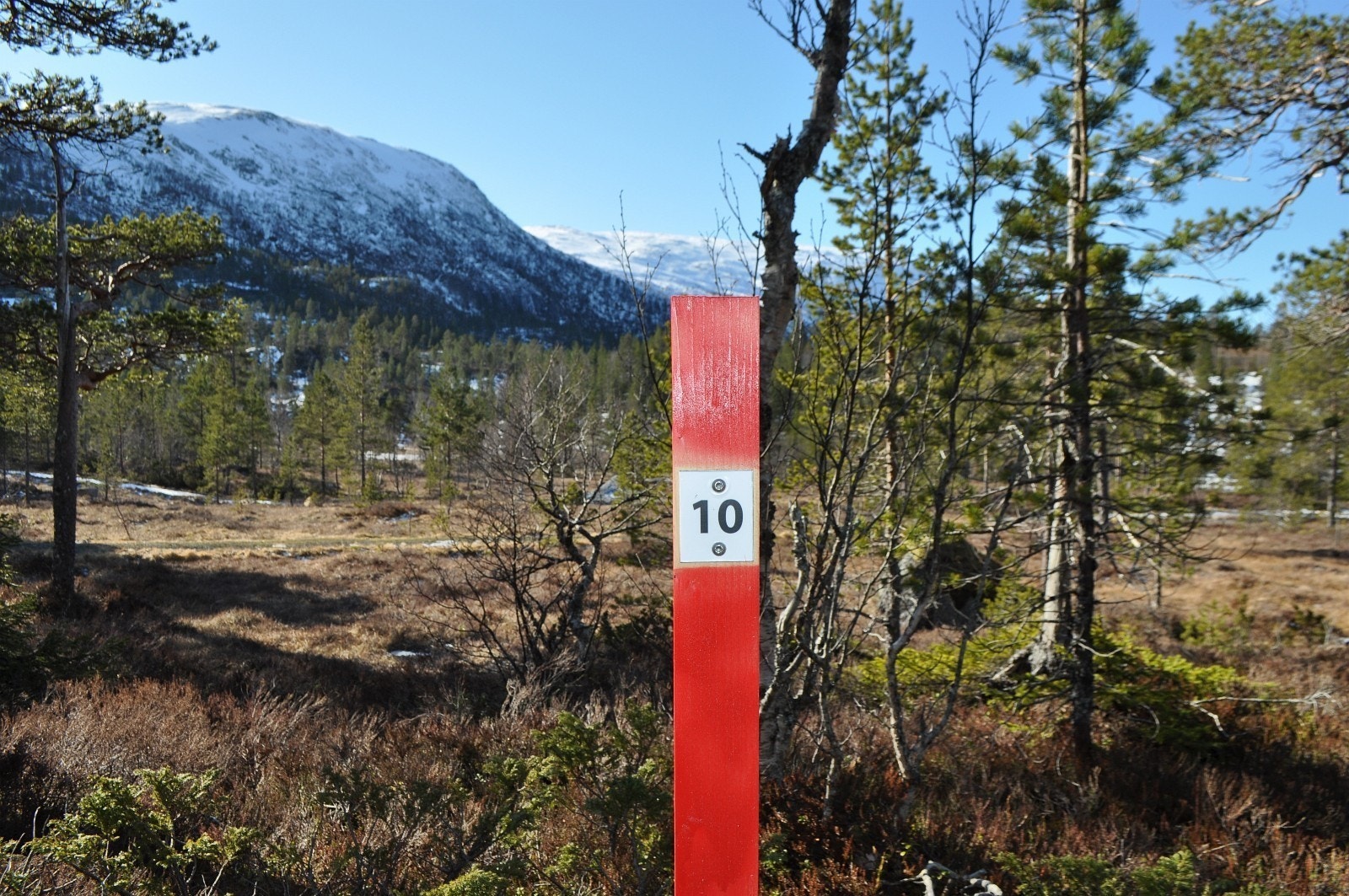Tomt 10 ligger som en av de første tomtene på venstre hånd på vei inn i hytteområde fra P1 Galleribilde