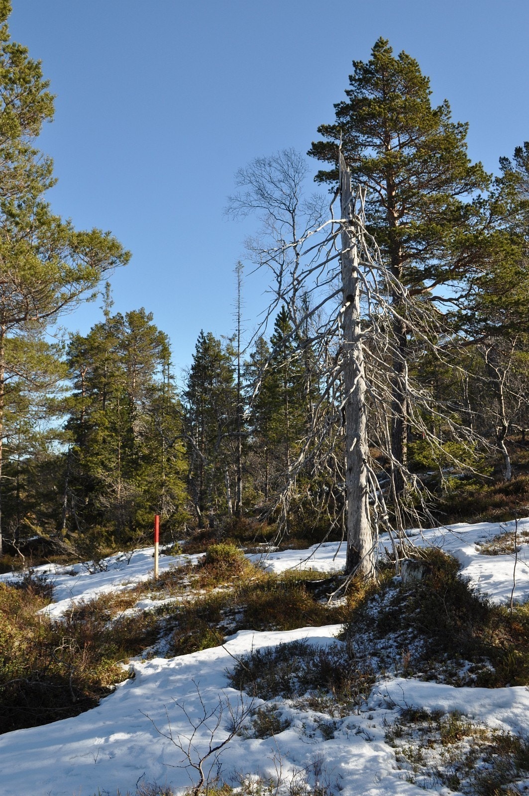 De fleste av tomtene i Vassdølin hytteområde ligger i flatt, lett skrånende eller lettere kupert terreng Galleribilde