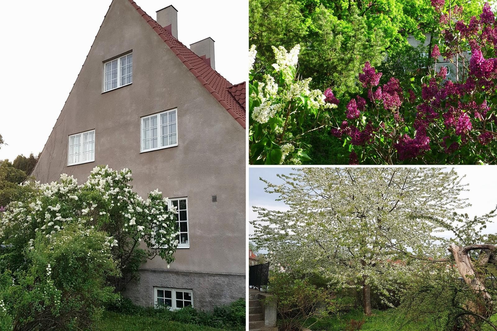 Sol fra morgen til kveld, hage med flere soner, frodig beplantning, busker, roser, syriner, epletrær. Galleribilde