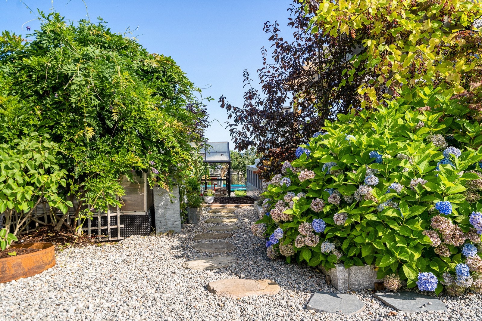 Til venstre for den store Kinablåregn planten er det et drivhus på 6 m², som er koblet til strøm Galleribilde