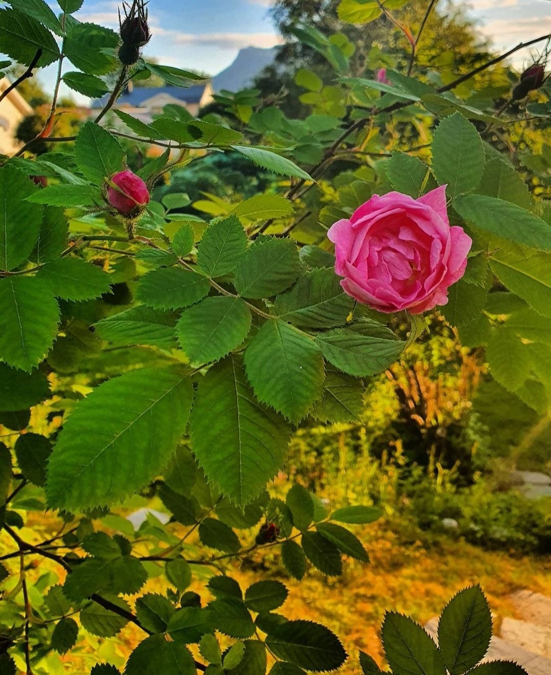 Bilde fra hagen på sommerstid Galleribilde