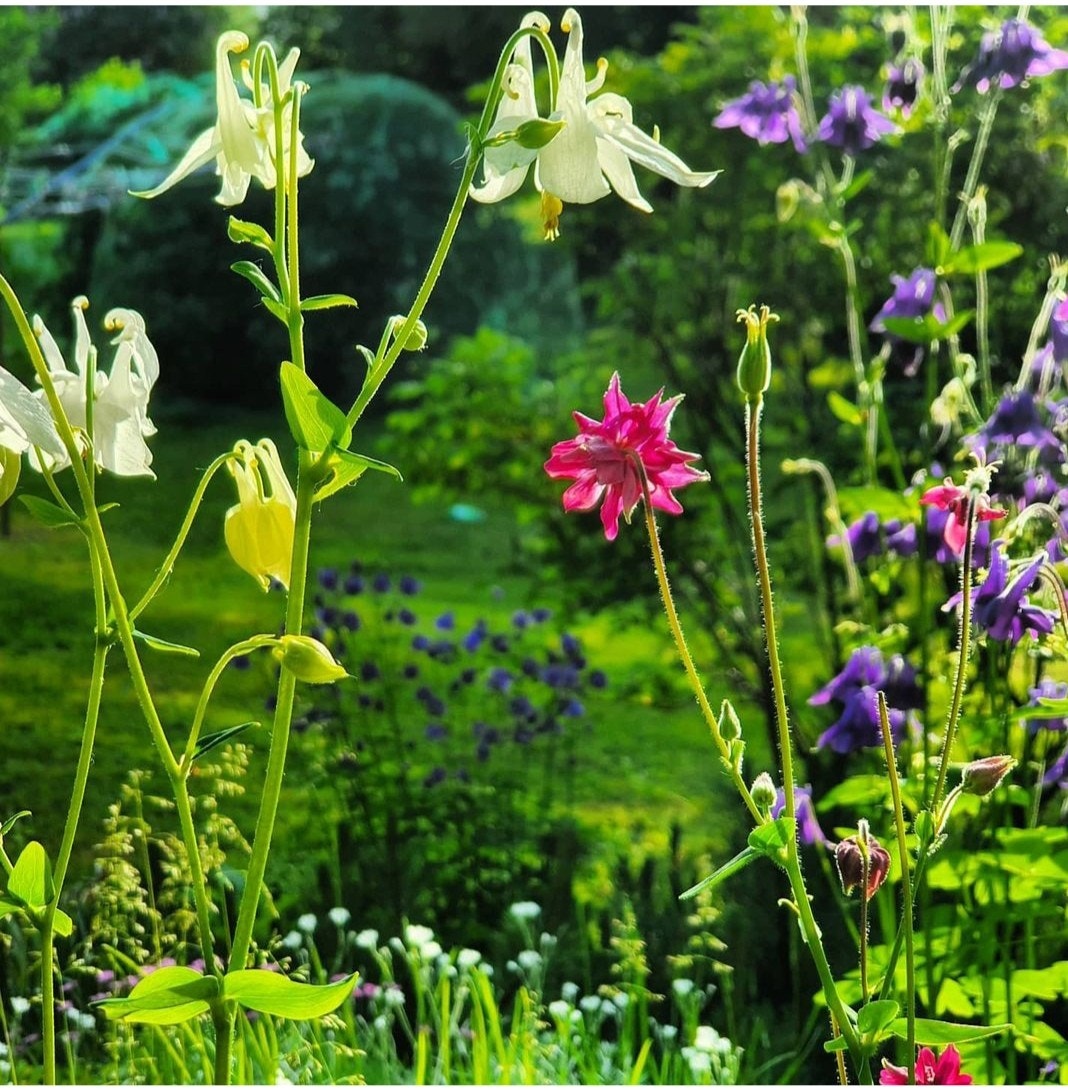 Bilde fra hagen på sommerstid Galleribilde