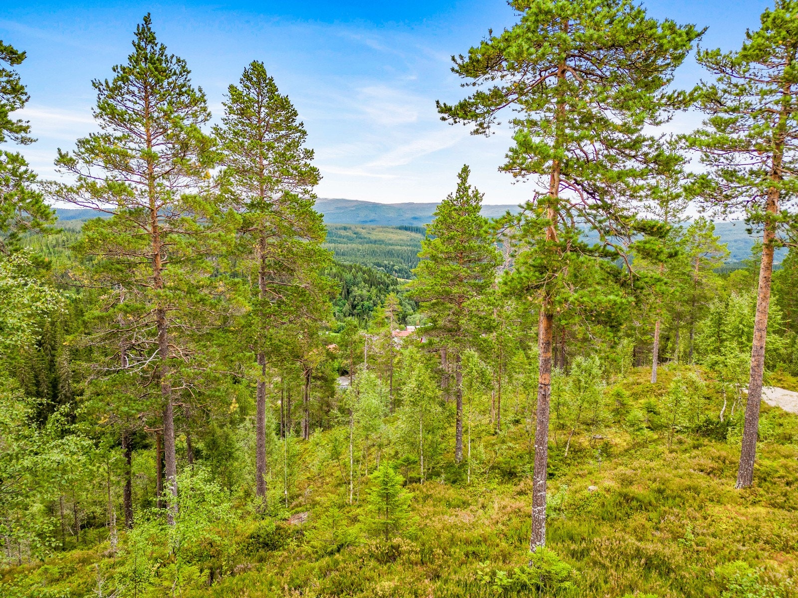 Her kan du oppleve naturen på nært hold og finne roen i naturskjønne omgivelser Galleribilde