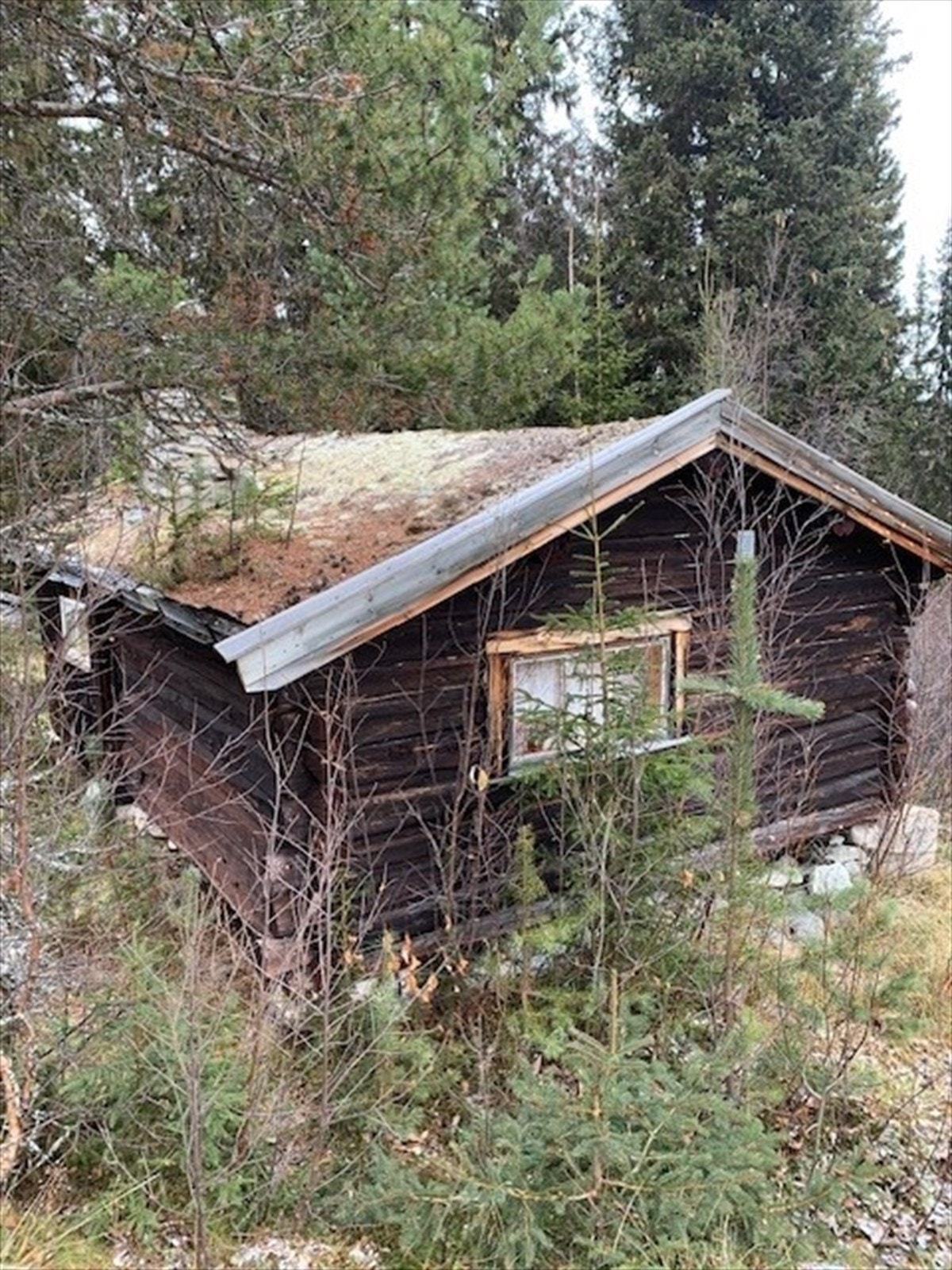 Setra på Hanestadkjølen Galleribilde