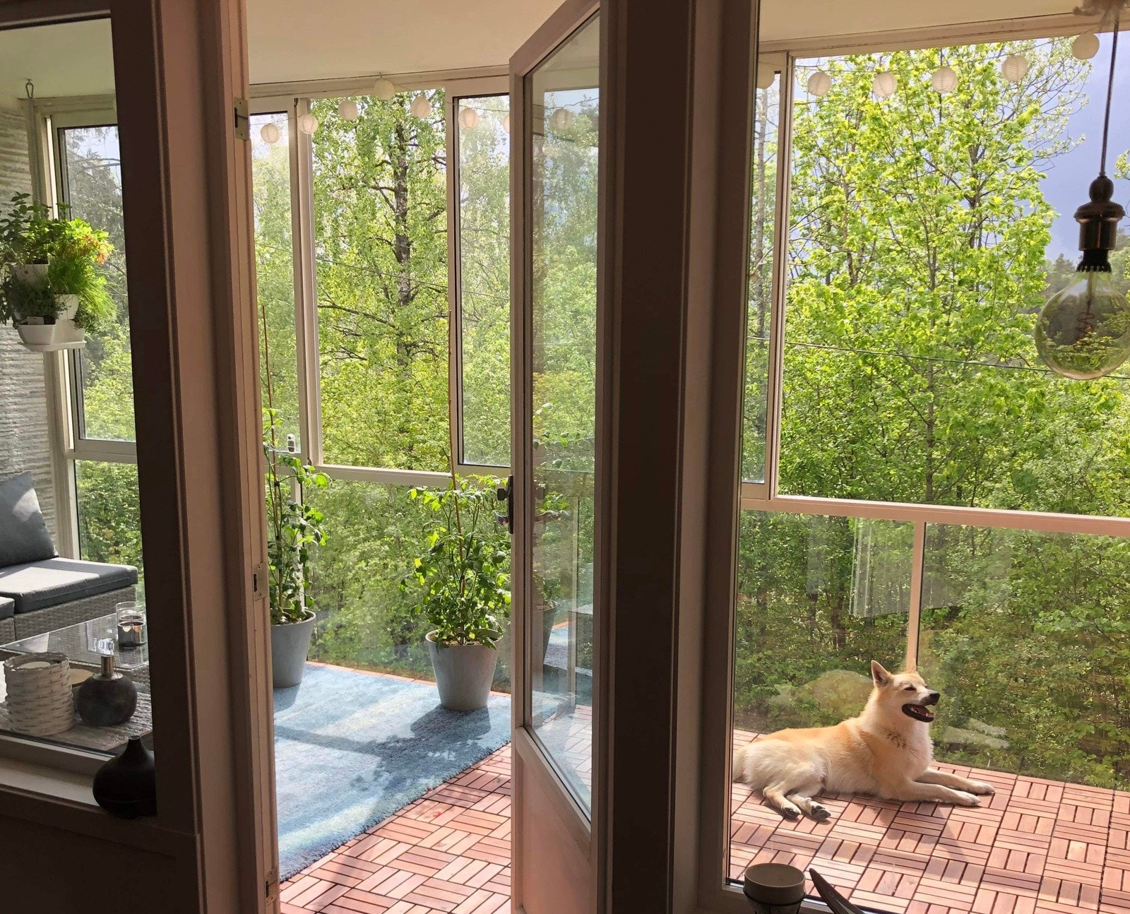 Utenfor balkongen er det grønt og fint om sommeren. (Privat bilde). Galleribilde