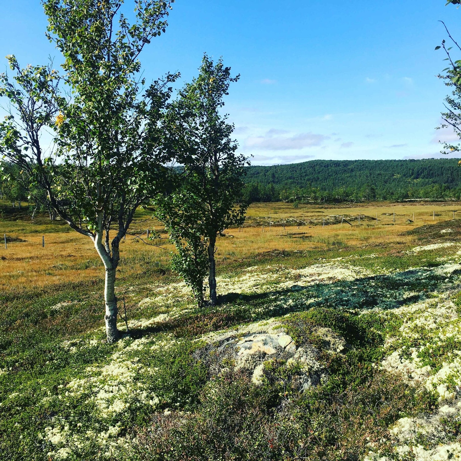 Flott terreng, og moltemyrer i næheten Galleribilde