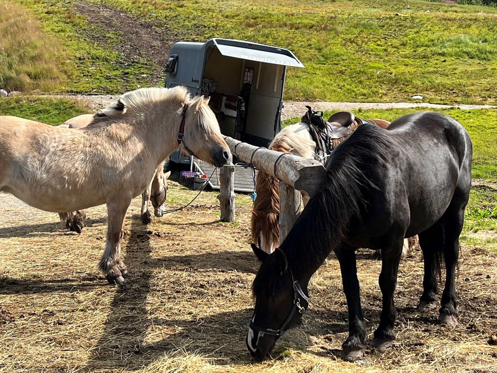 Seterliv på Bøseter inntil resorten hver sommer. Her kan barna stelle dyrene (sauer, geiter, hester, esler, griser, høner) med kyndig bistand. Galleribilde