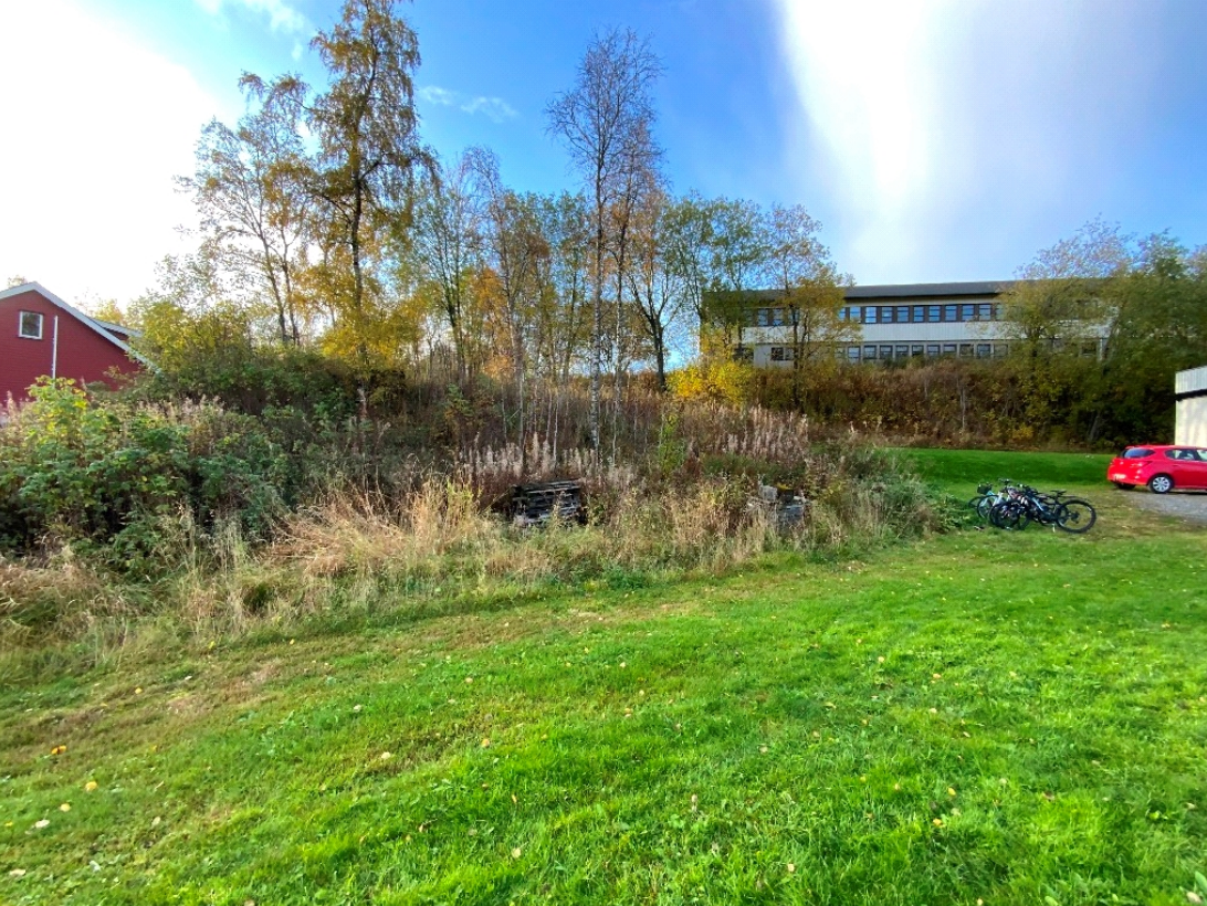 Tomt sommer/høst fra bakkenivå. Galleribilde