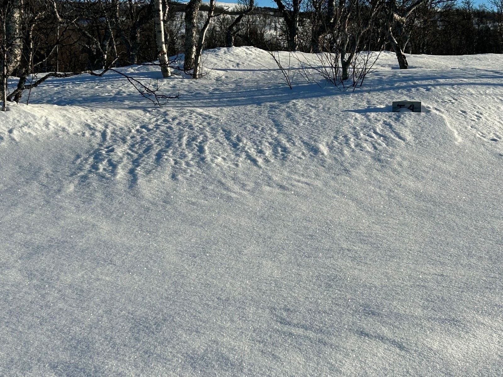 Foto fra tomteområdet Galleribilde