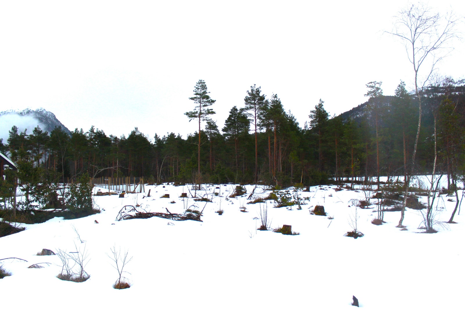 Open fin furuskog mot sør Galleribilde