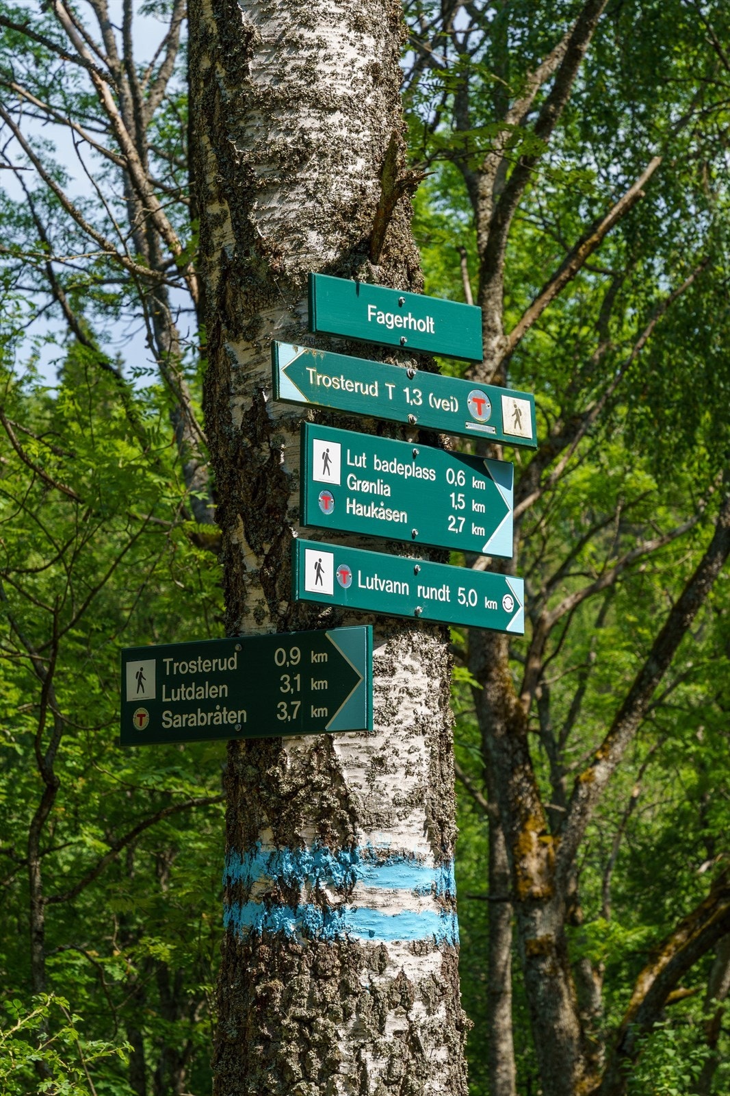 Lutvann er en populær badeplass og turområde i Østmarka. Galleribilde
