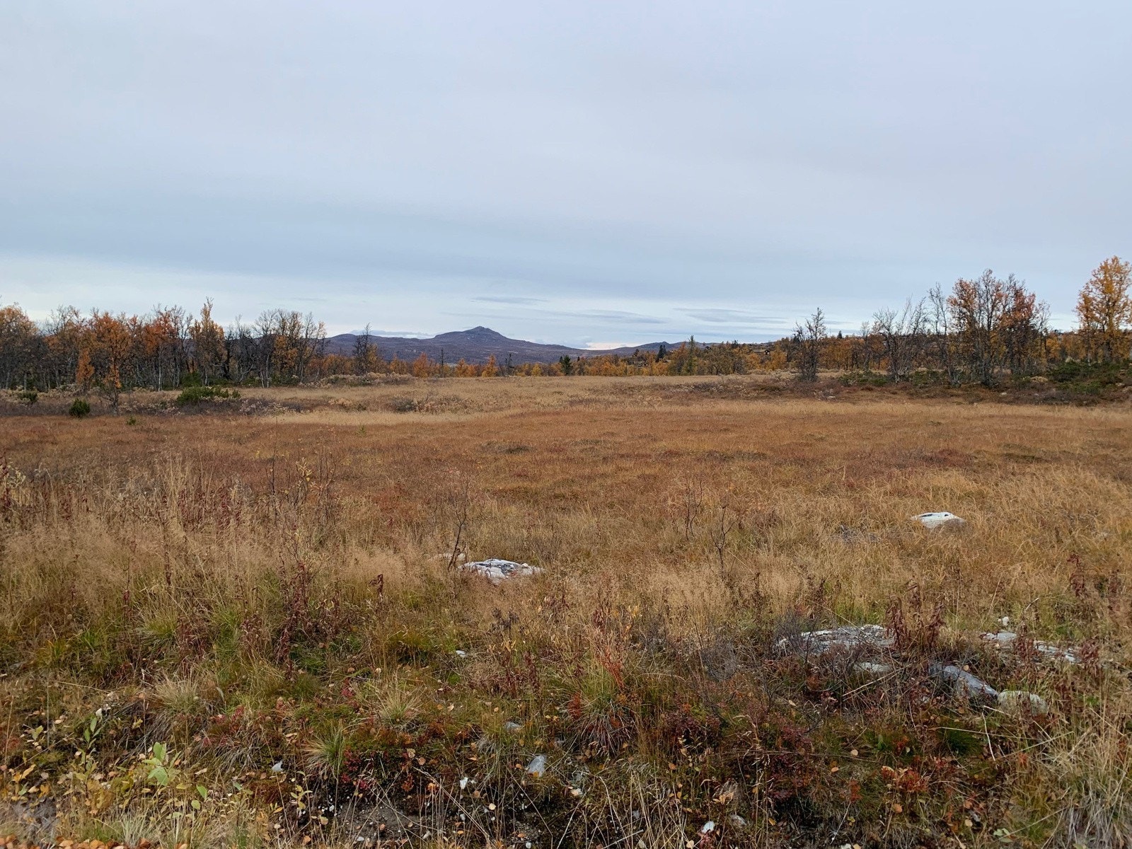 Her kan en gå eller sykle på fine stier og stølsveier, besøke vakre fiskevann eller kanskje gå på småviltjakt i Torpa statsallmenning. (Selgers foto) Galleribilde