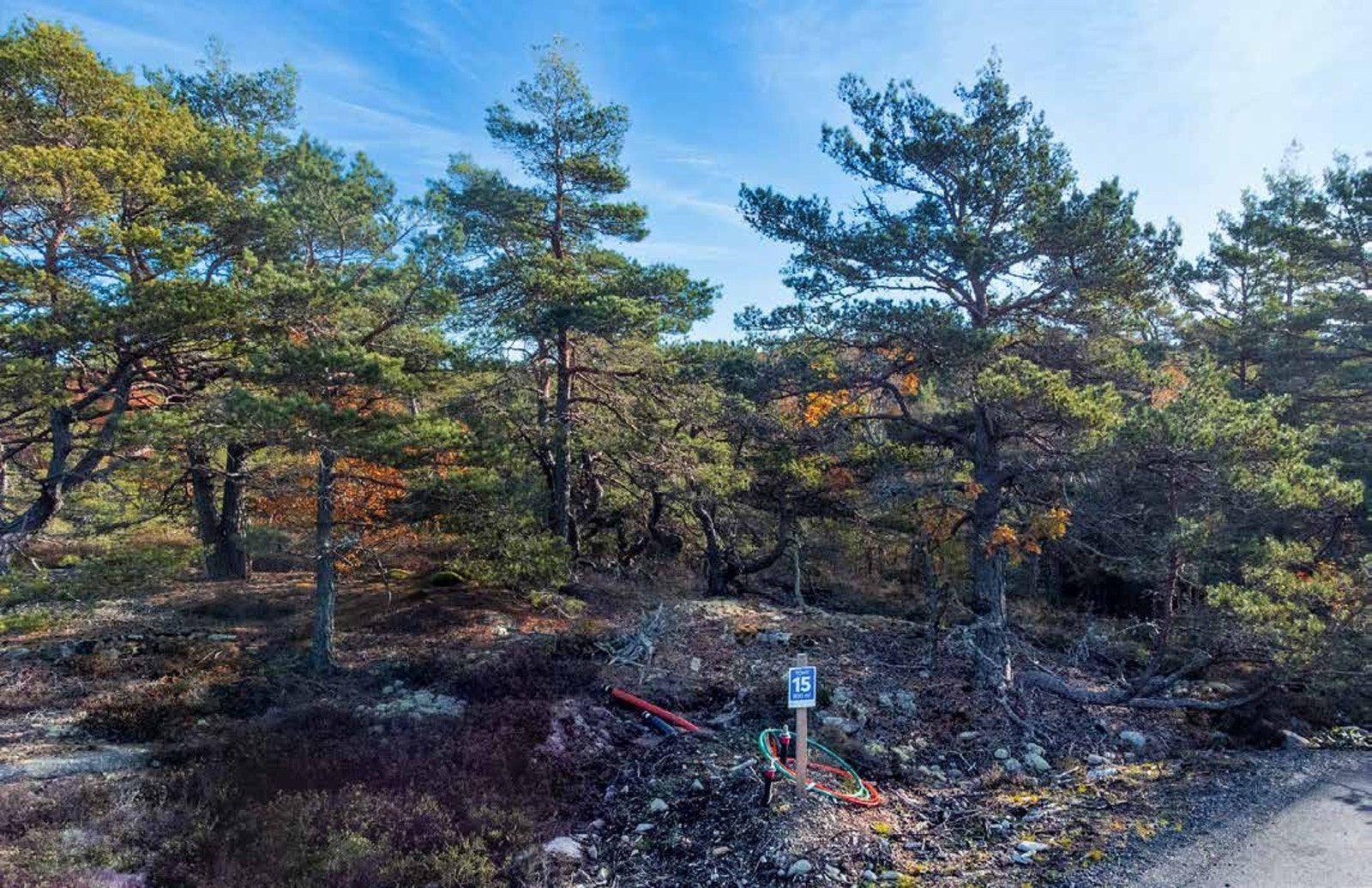 Foto fra tomteområdet. Terrenget har lave kystfuruer, lyng og svaberg Galleribilde