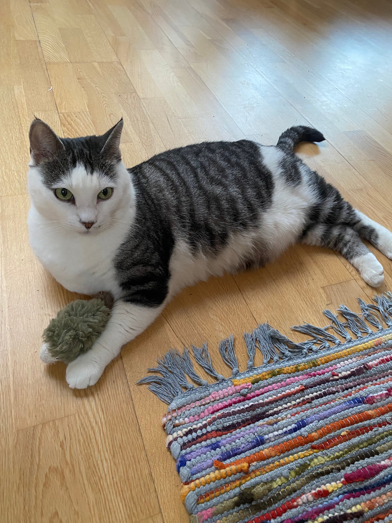 Marmit, 11 år. Galleribilde