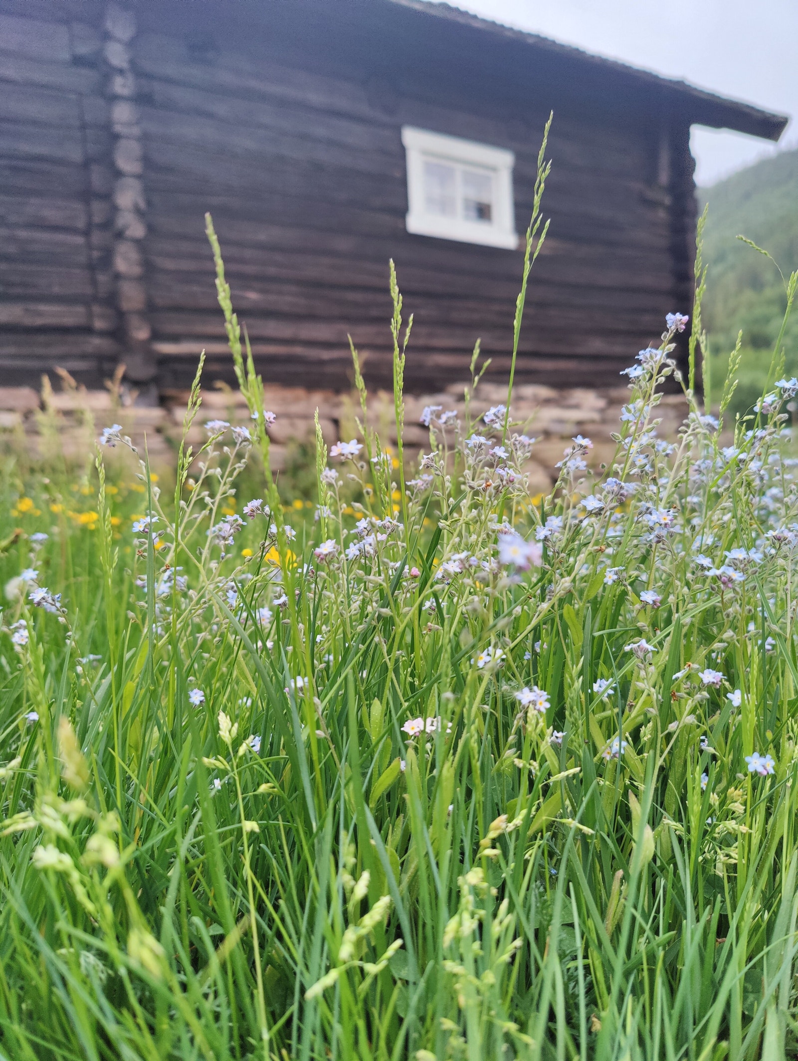 Fra tunet Galleribilde