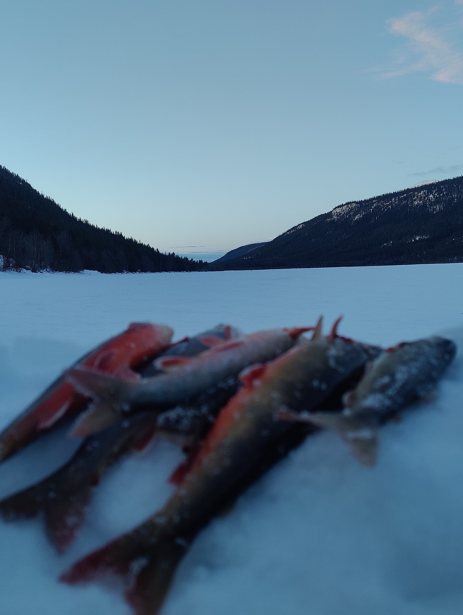 Gode muligheter for å pilke etter røye på Finstadsjøen Galleribilde