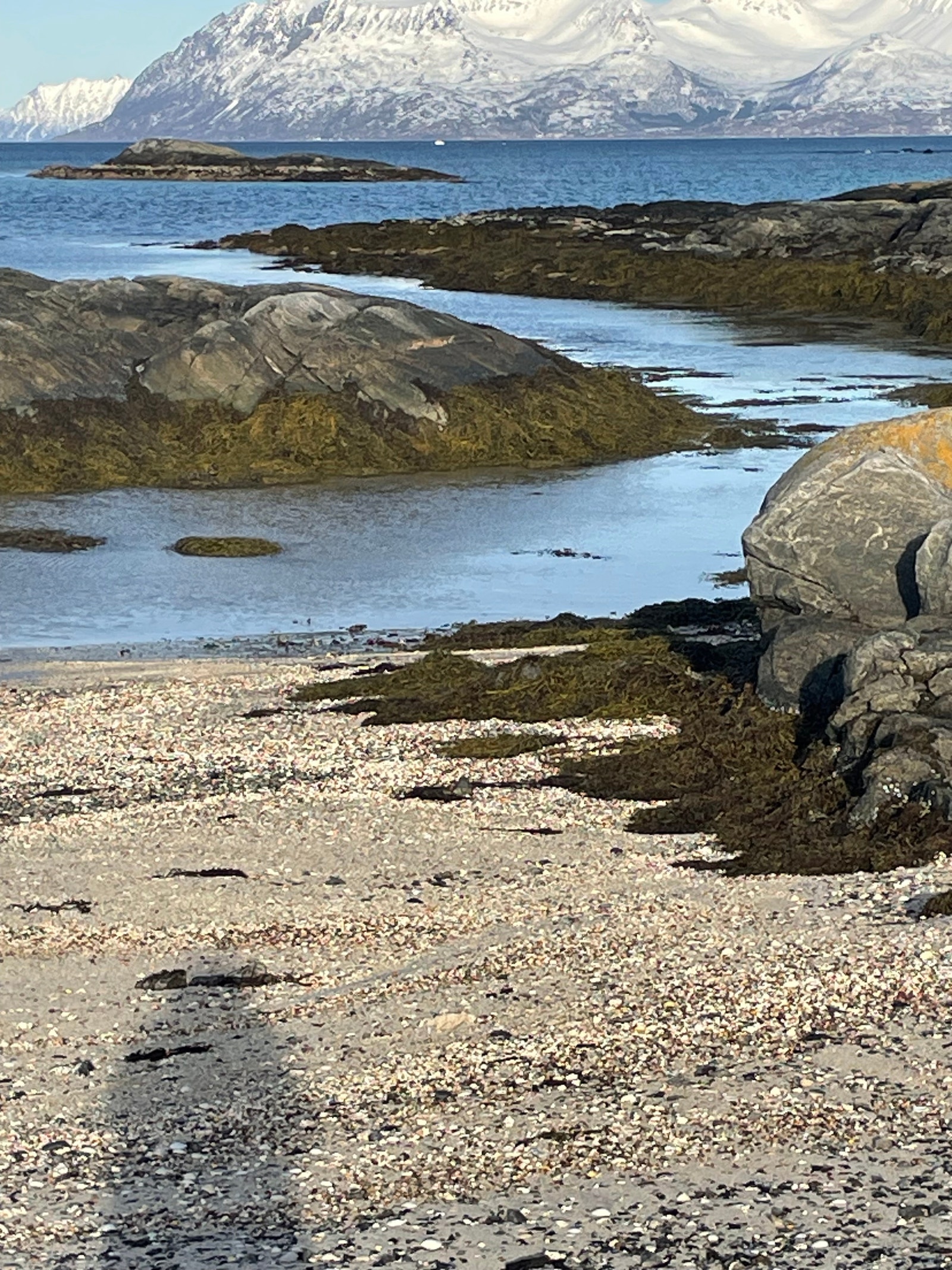Fjæratur. Galleribilde