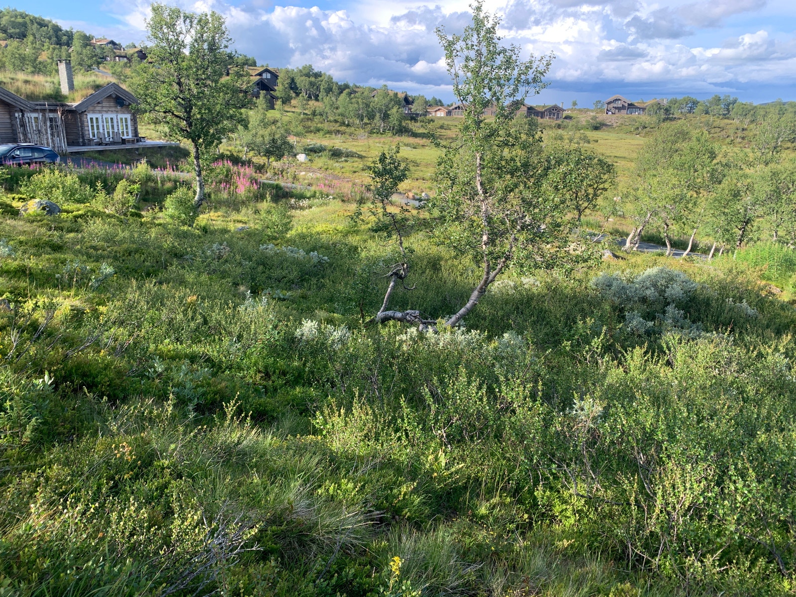 Nordlig retning Galleribilde