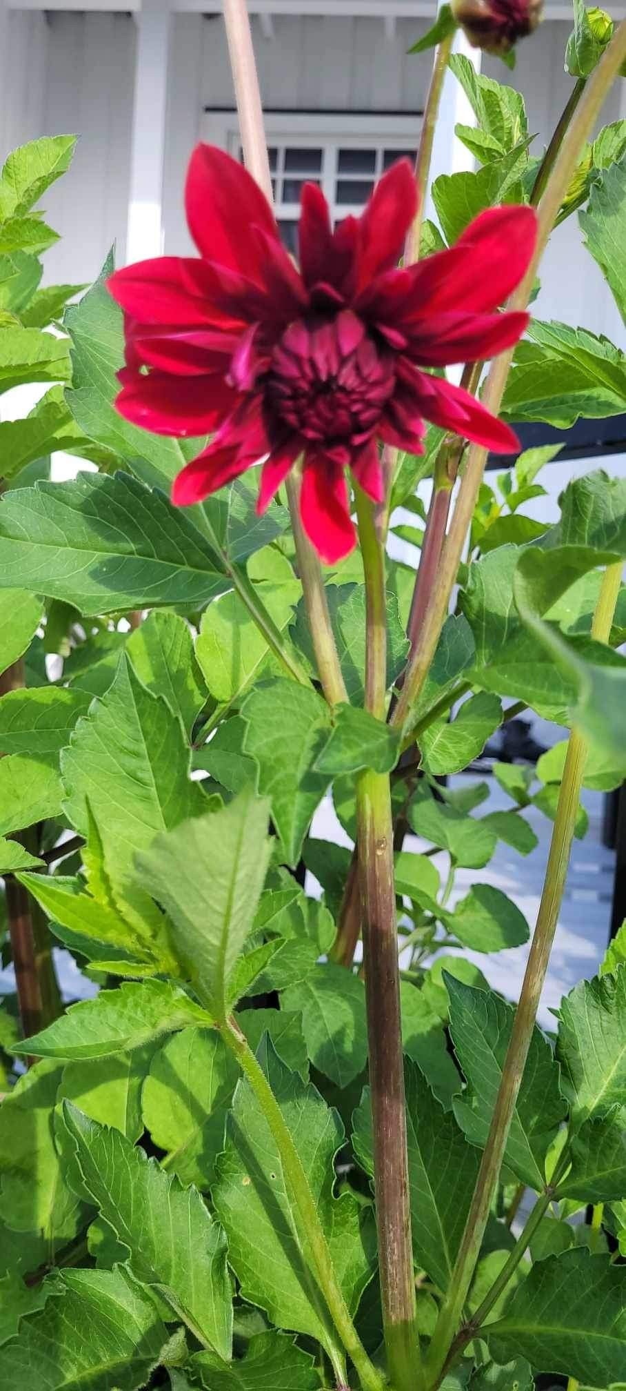 Blomstrer hele sommeren Galleribilde